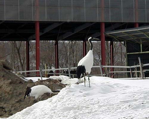 白鳥飛来、鶴も、・・