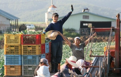 熱いけどブロッコリーは元気