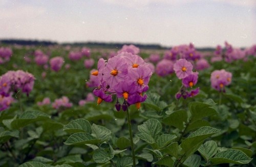 いもの花