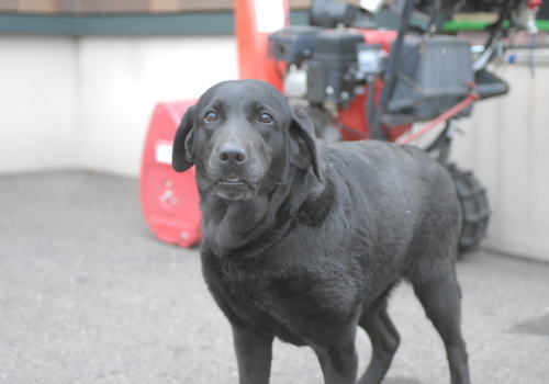 迷子犬のお知らせ②