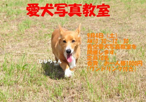 愛犬写真教室のご案内