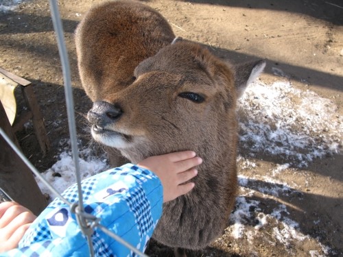 ヤクシカのピーちゃん