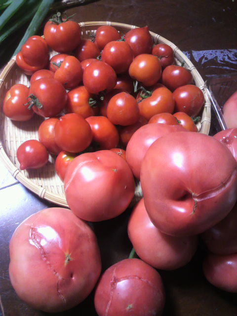 とまとトマトtomato!