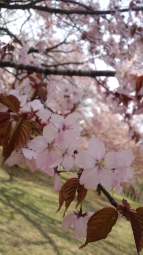 桜