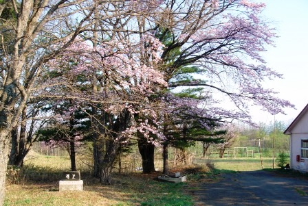 閉校１８年 小学校跡で咲き続ける桜