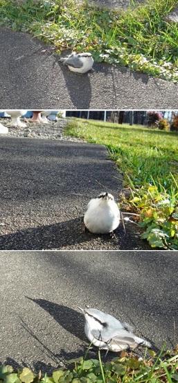 ゴジュウカラに呼び止められて