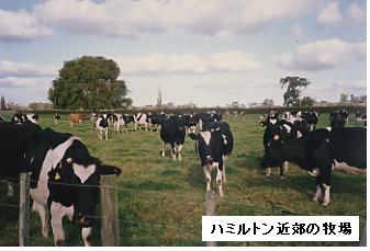 NZの酪農家が北海道で牛を飼ったら