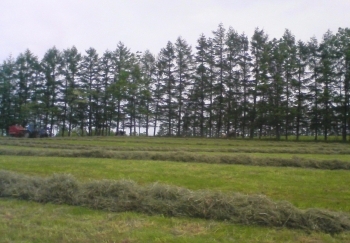 酪農の町は茶の香り？