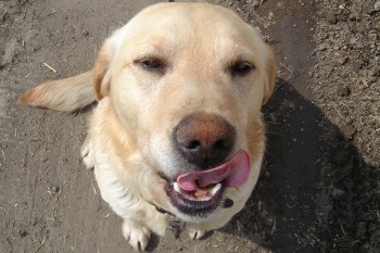 我が家で一番おバカな犬