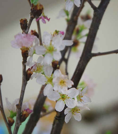 桜　咲く