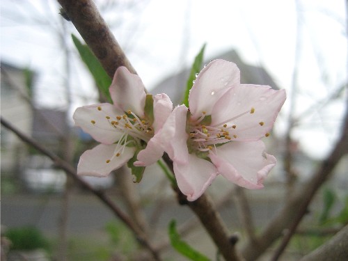 開花宣言とホタテ２種