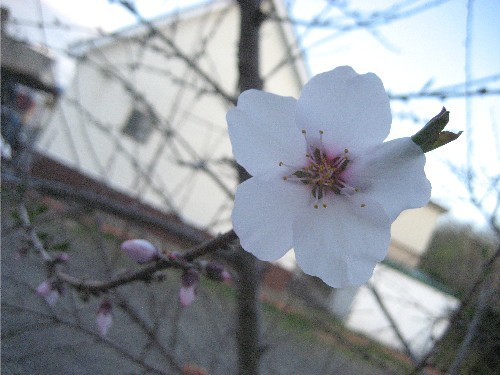 アーモンドの花が