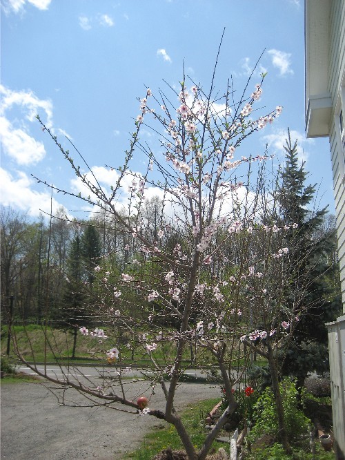 アーモンドの花が満開です