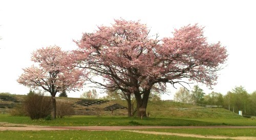 桜も