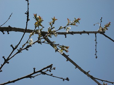 ウチの桜も咲いたので