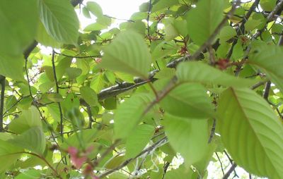 お花見？焼肉パーティ？葉桜です！