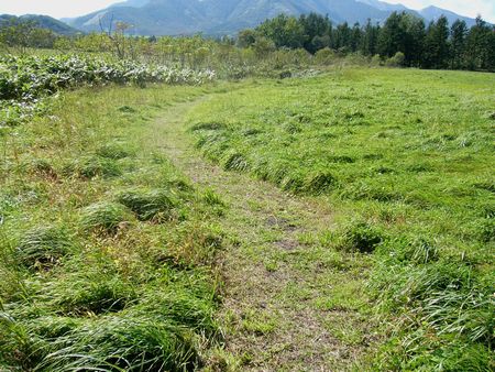 道なき道を行ってみた・・十勝千年の森