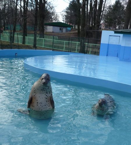 アザラシさんのお食事タイム