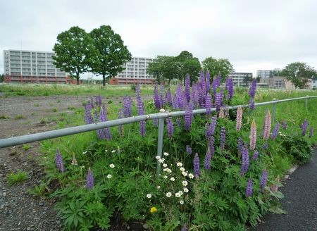 住居跡のルピナス