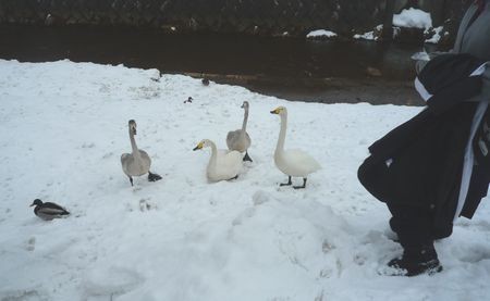 動かない白鳥・・こまおい橋