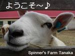 Spinner's Farmの日記 たっちゃんのセーター④