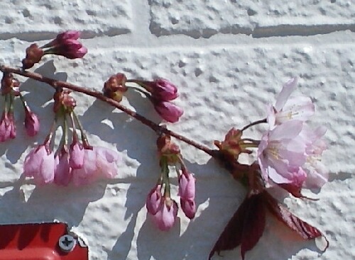 帯広も桜開花