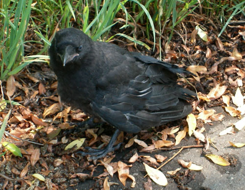 かぁ～らぁ～すぅ～　なぜ鳴くのぉ～？