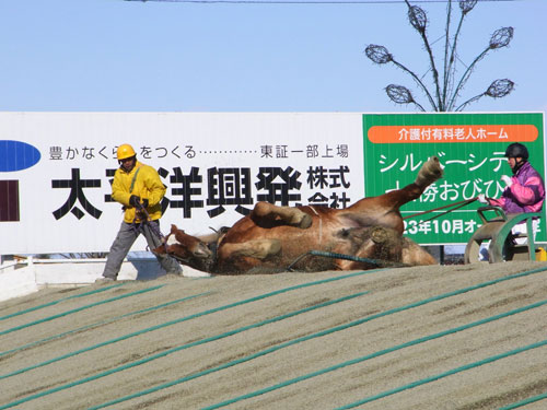 馬が転んだ！