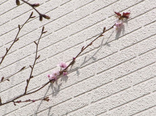 桜開花