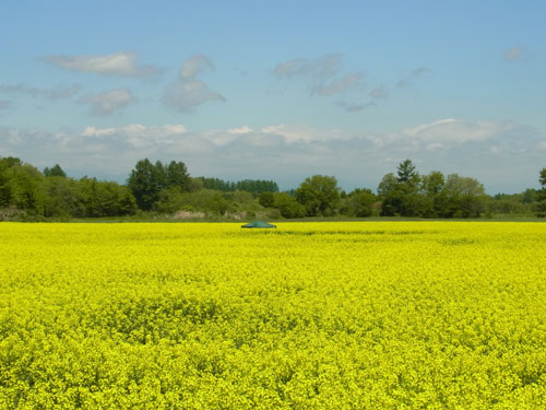 菜の花カフェ