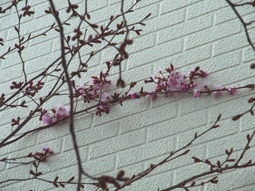 桜♪開花しましたね。