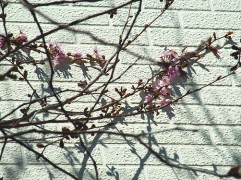 桜♪　開花!