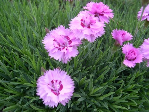 ダイアンサス・ライオンロック Dianthus　spp