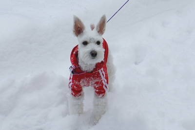 雪まみれ～