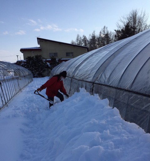 農園日記　ビニールハウスの除雪