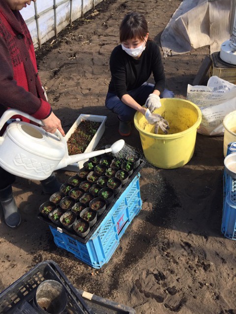 農園日記　ミントの鉢上げ