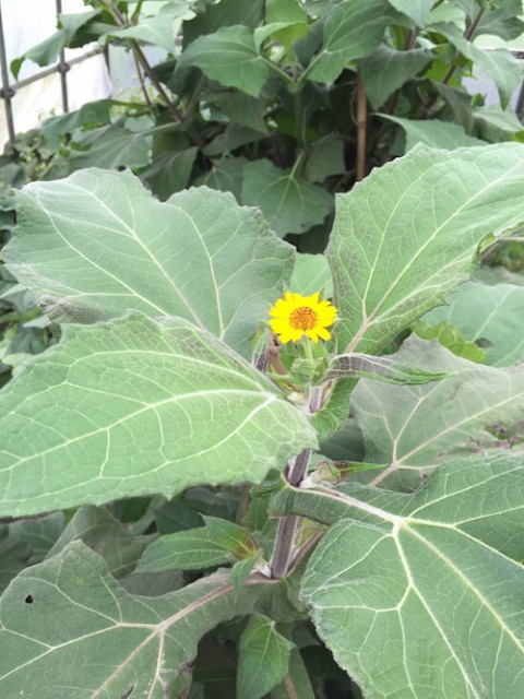 ヤーコンの花、咲きました