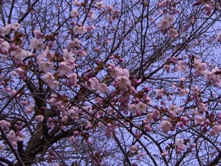 本日の鈴蘭公園／エゾリス君に遭遇！