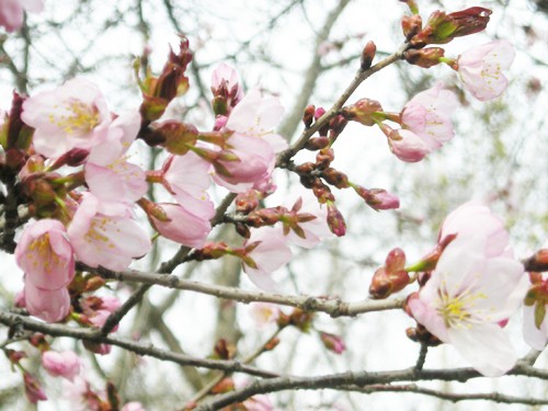 鈴蘭公園の桜、キレイに咲いてます♪