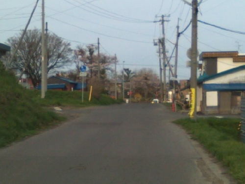 岩内でナントかやってます！今年も桜の季節になりました！