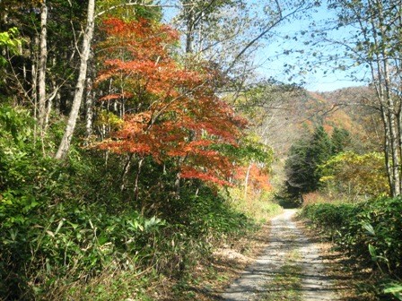 大樹の紅葉