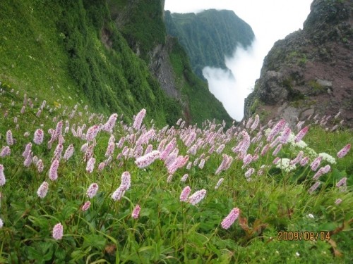 利尻山の高山植物