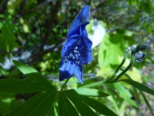 黒岳で見た高山植物