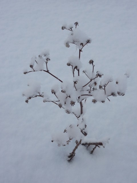 雪景色を見てきました。