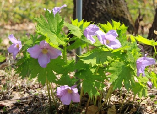 野草園で咲いていた花たち