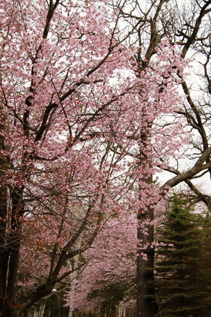 早朝５時の鈴蘭公園の桜＆夕日に照らされた桜