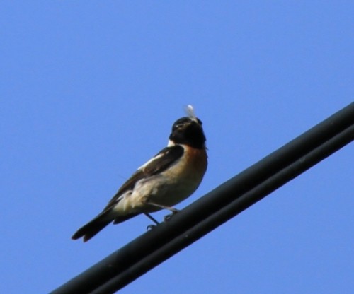 野鳥を写してみましたが・・・