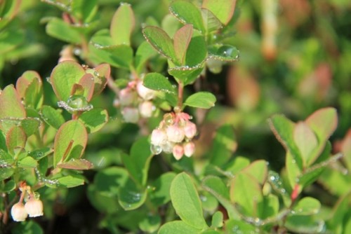 花屋さんでも見る事のある高山植物