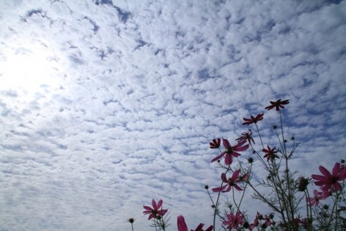 今朝のうろこ雲