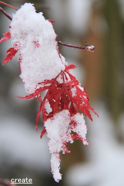 初雪なので何か写さなきゃ～